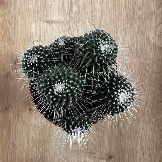 Mammillaria spinosissima cv.  Un Pico