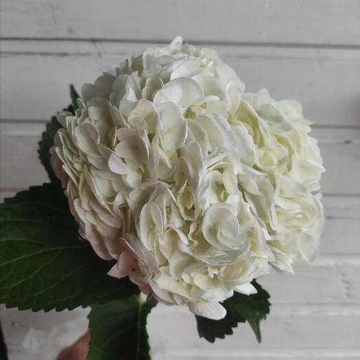 Гортензия