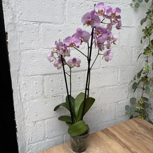 Plants of Tatiana Svetlakova