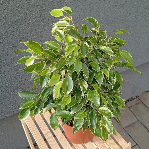 Фикус Бенджамина