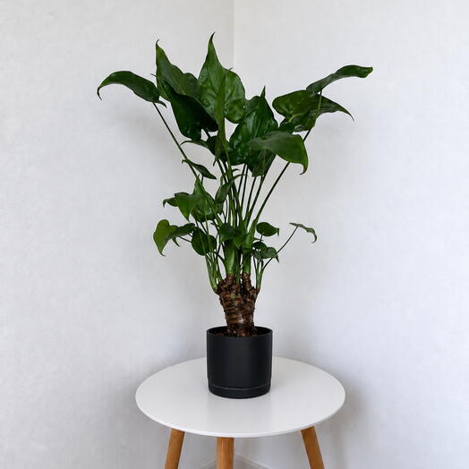 Alocasia cucullata