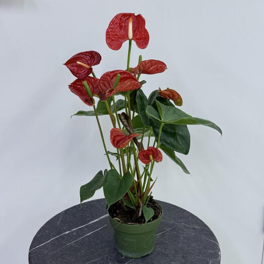 Edelda Flowers
