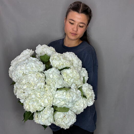 Пачка Гортензии премиум White (15 шт)
