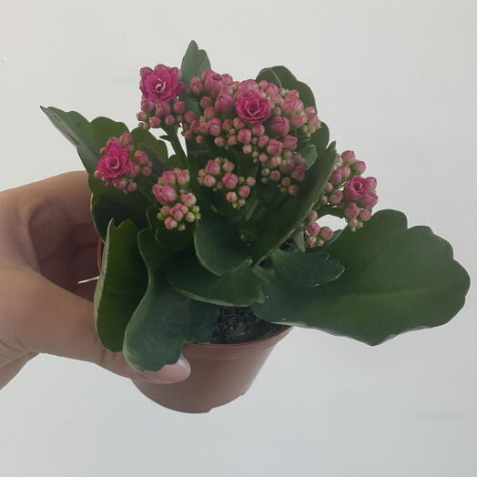 Каланхоэ малиновый