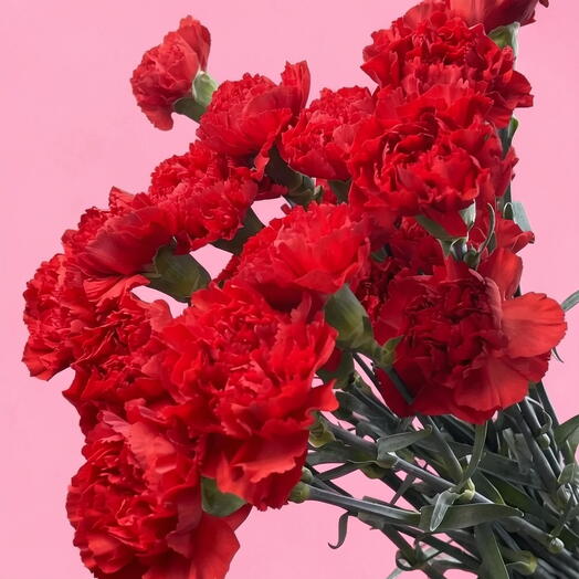 Гвоздика красная (25 шт)