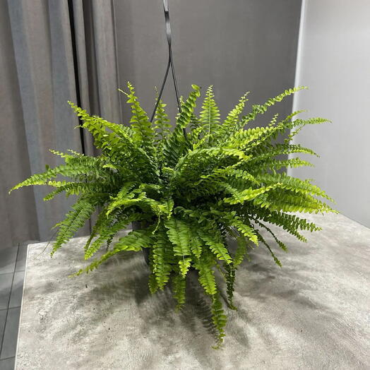 Нефролепис возвышенный(Nephrolepis exaltata) бостонский папоротник