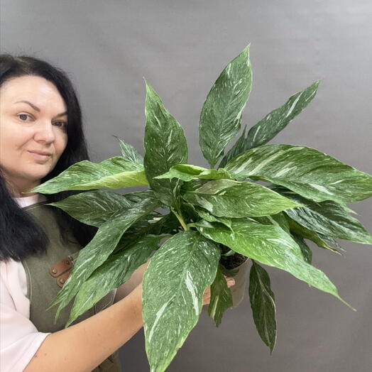 Спатифиллум Даймонд(Diamond Variegata)эффектный вариегатный сорт «женского счастья» с выразительным мраморным узором на листьях