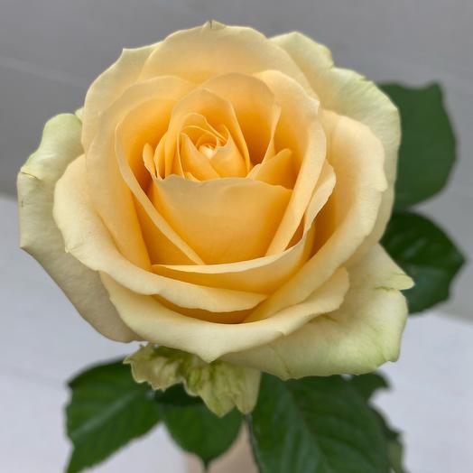 Peach Rose