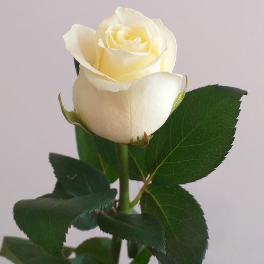 White rose, 50cm