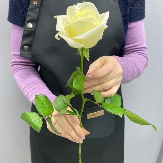 Роза Аваланж