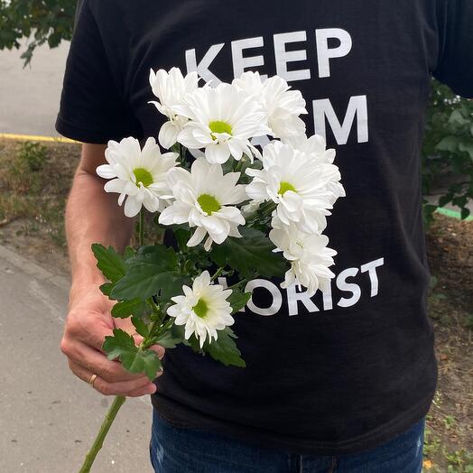 Crisantemo de arbusto blanco