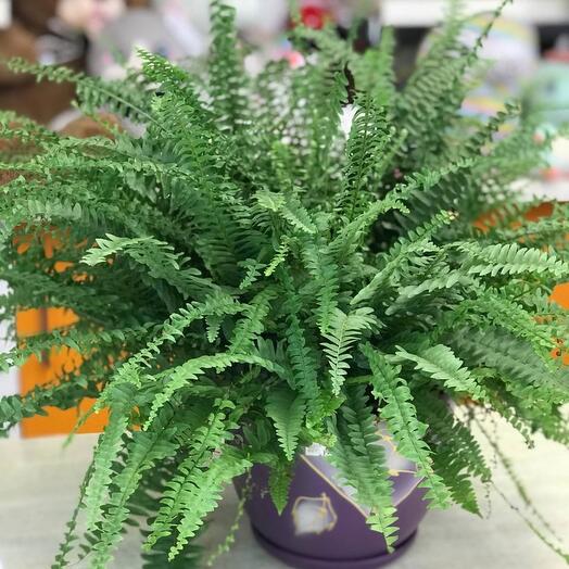 Nephrolepis