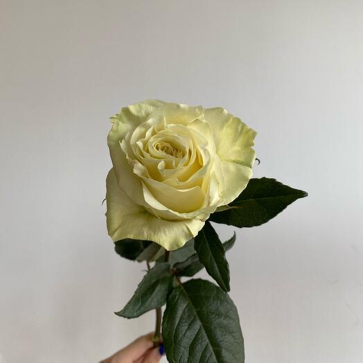 Роза белая (мондиаль)