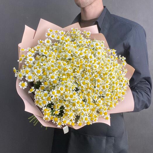Кустовые ромашки