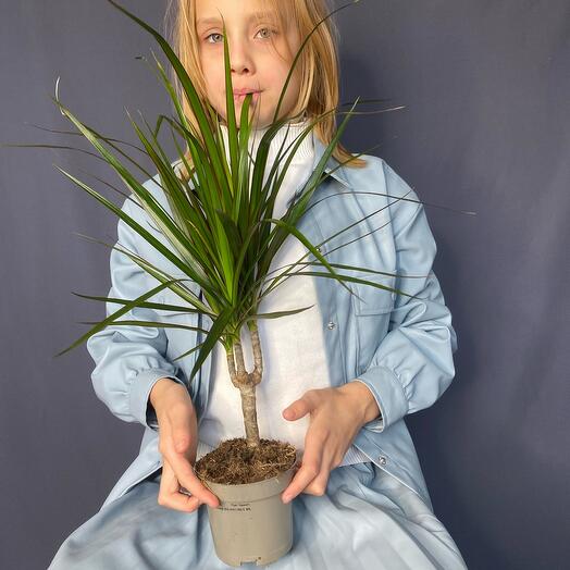 Indoor plant Dracaena