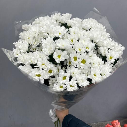 15 bush chrysanthemums Bacardi