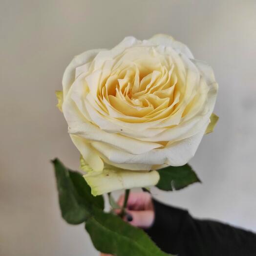 Crema rosa candlelight 60 cm
