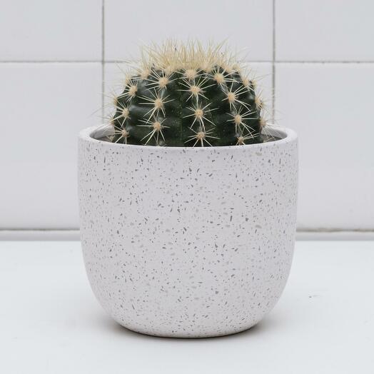 Cactus in the pot