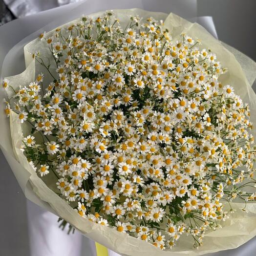 Chamomile