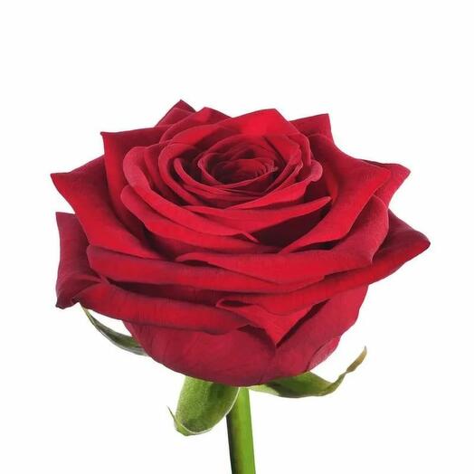 Rosa Red Naomi