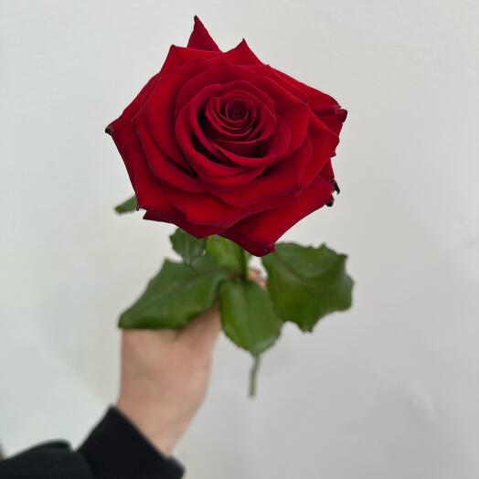 Red naomi 40cm
