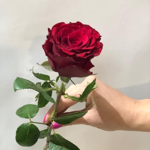 Купить цветы поштучно в Севастополе по цене 125 руб НЕДОРОГО с ...