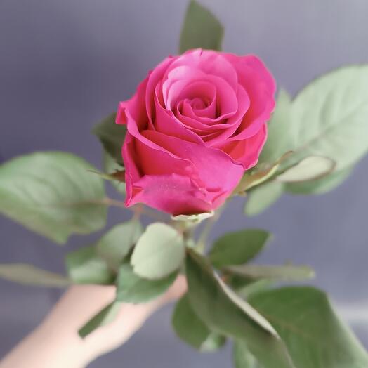 Rosa Tacacia 50 cm