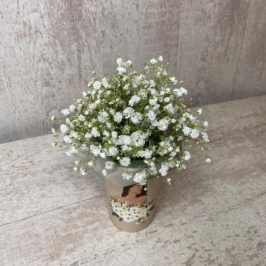 Gypsophila in a cup