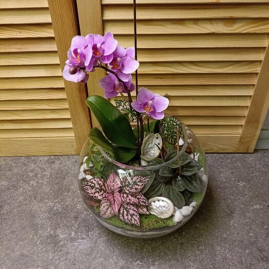 Tropical florarium with orchid
