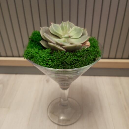 Echeveria Mix en un jarrón de regalo de Martini