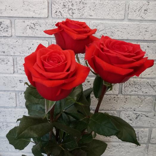 Scarlet rose 3 pieces