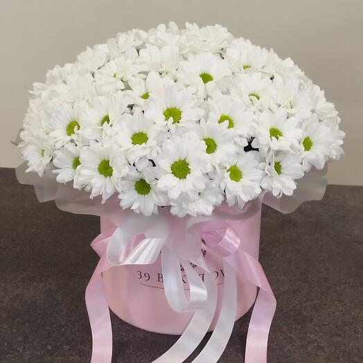Composition of chrysanthemums "Daisies"