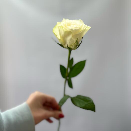 Роза белая Атена Кения 40 см