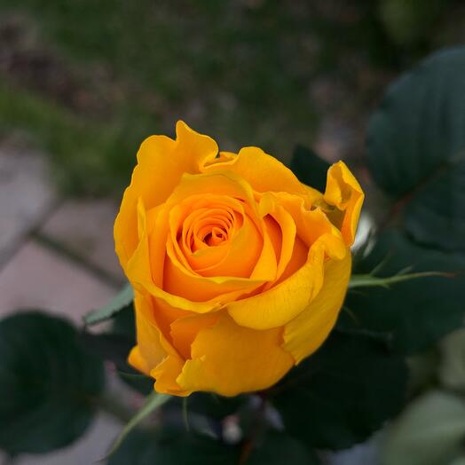 Yellow rose