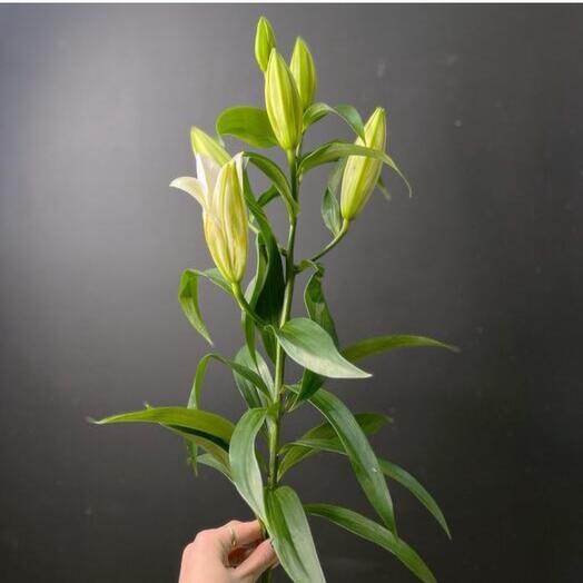 Лилия белая