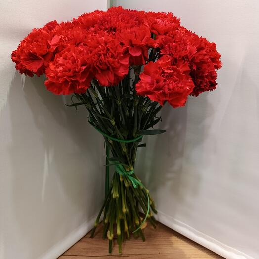 Red Holland carnation 40 pieces