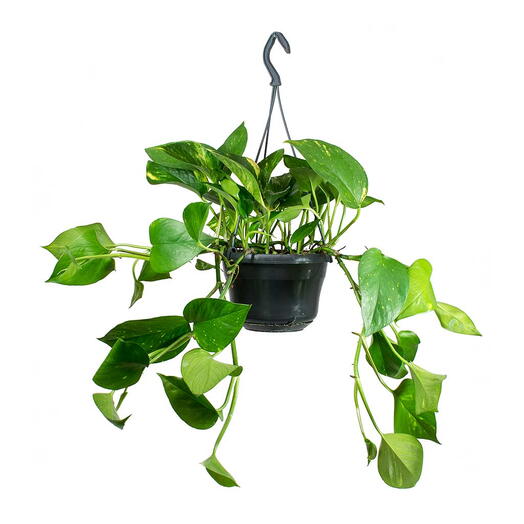 Epipremnum Plant (Golden pothos, Money plant, or Devil s ivy)