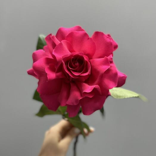 Французская Роза Пинк Флойд ☺️