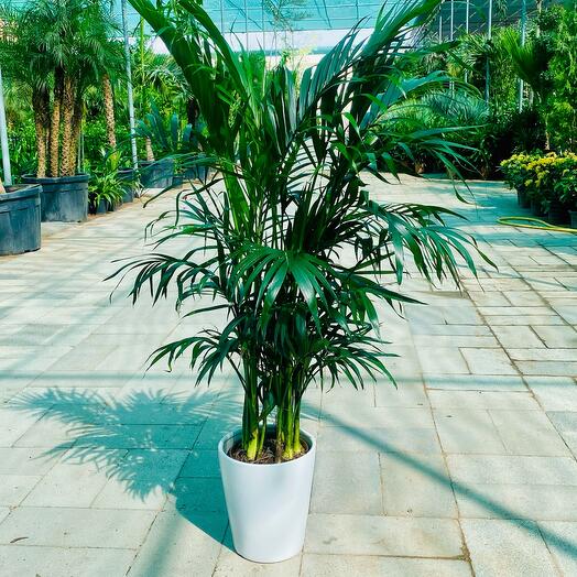 Areca Palm