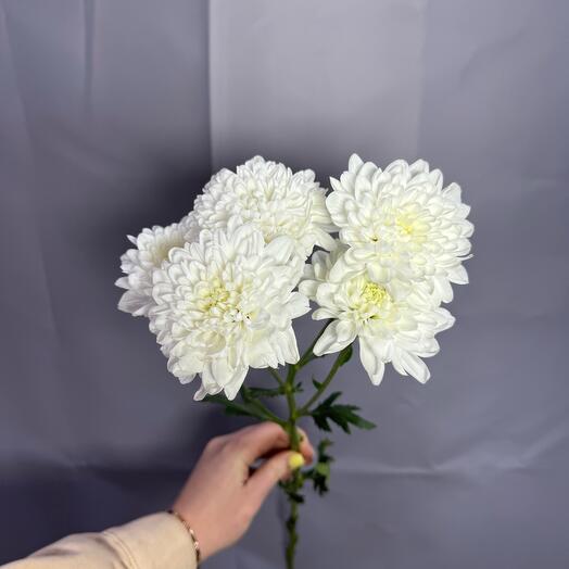 Гілка щастя