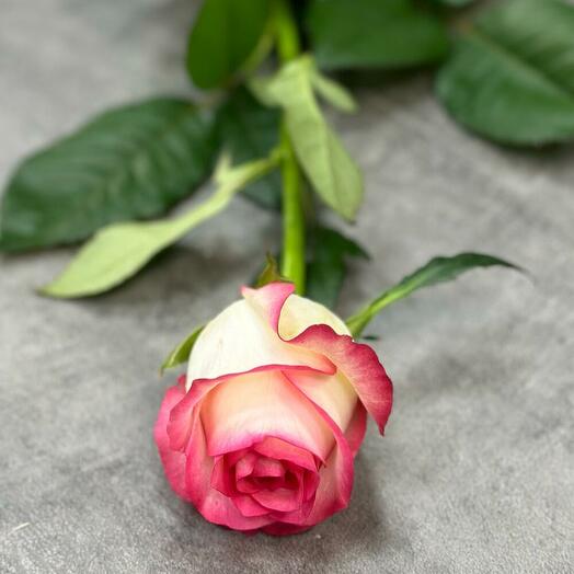 ROSE JUMILA 70,cm
