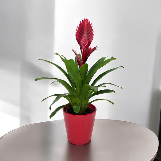 Bromelia Delicia