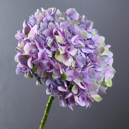 Hydrangea - Lavender