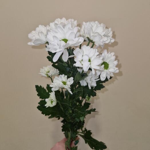 Chrysanthemum chamomile