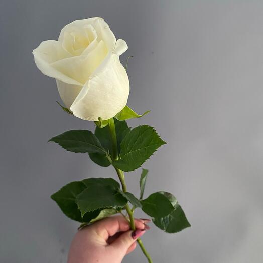 Роза белая Голландия