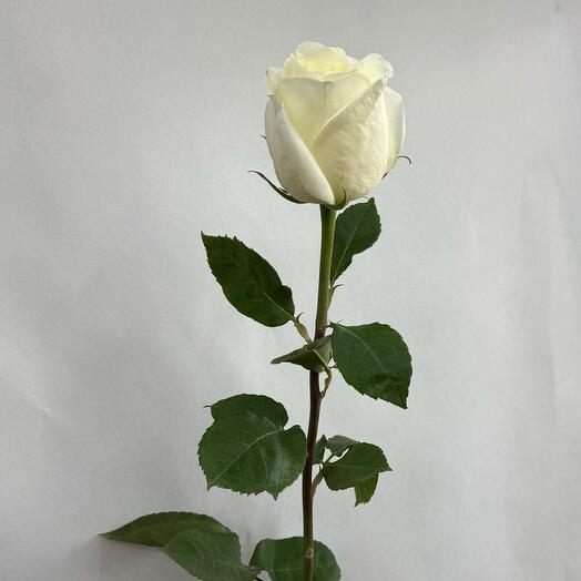 Роза  белая