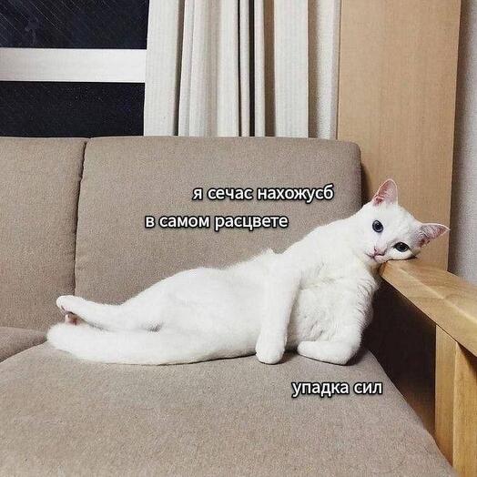 Мод