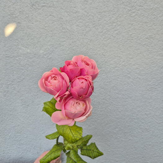 Silva Pink virágos rózsák - Válasszon 9 darab közül