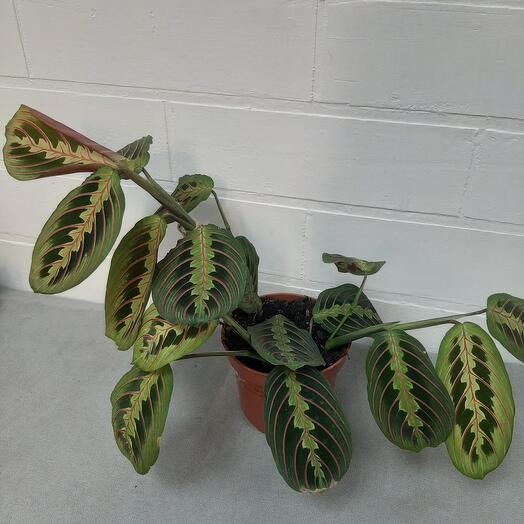 Комнатное растение Маранта