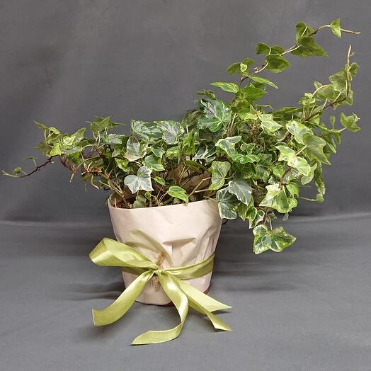 Хедера 🌿